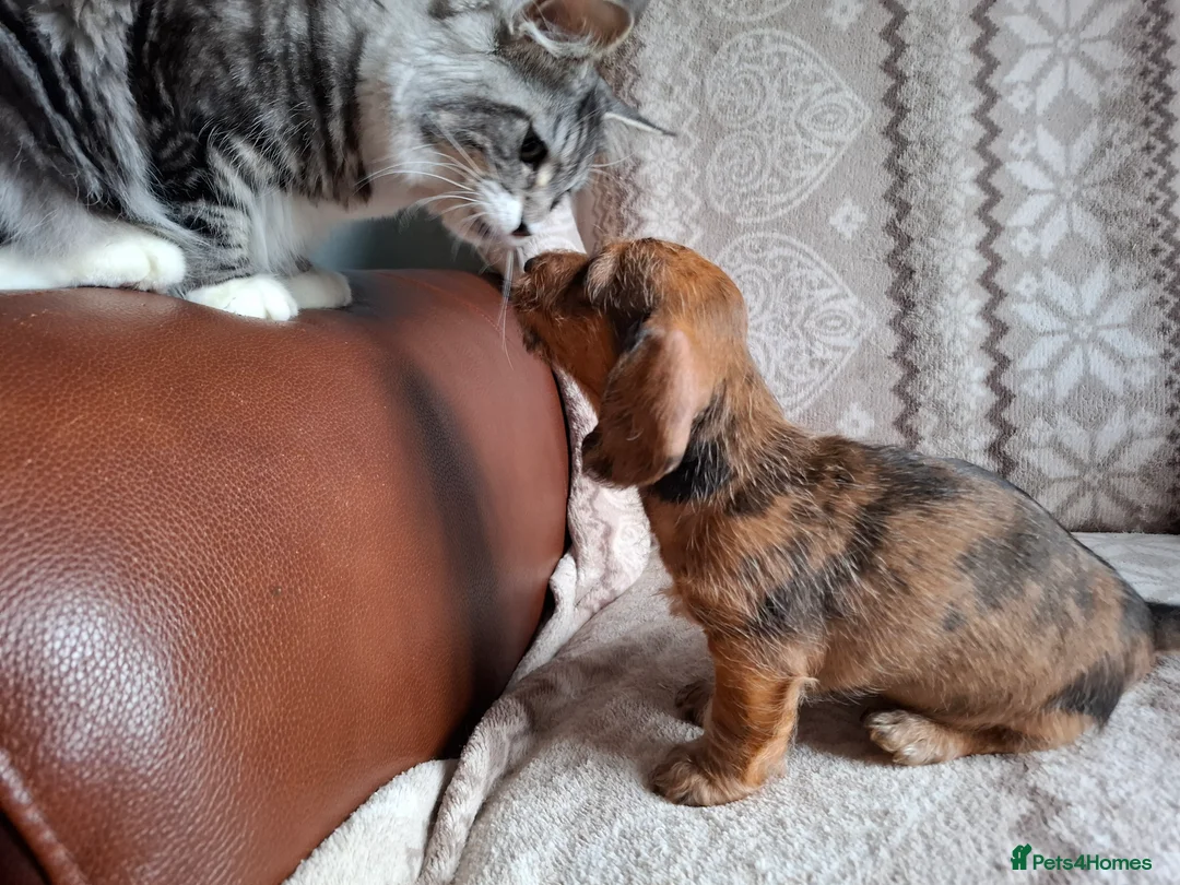 Miniature Dachshund dogs for sale: New Year's Day KC Mini-Wire Dachsunds - Advert 15