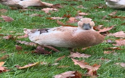 Ducks poultry for sale: Welsh Harlequin Ducks - Image 1