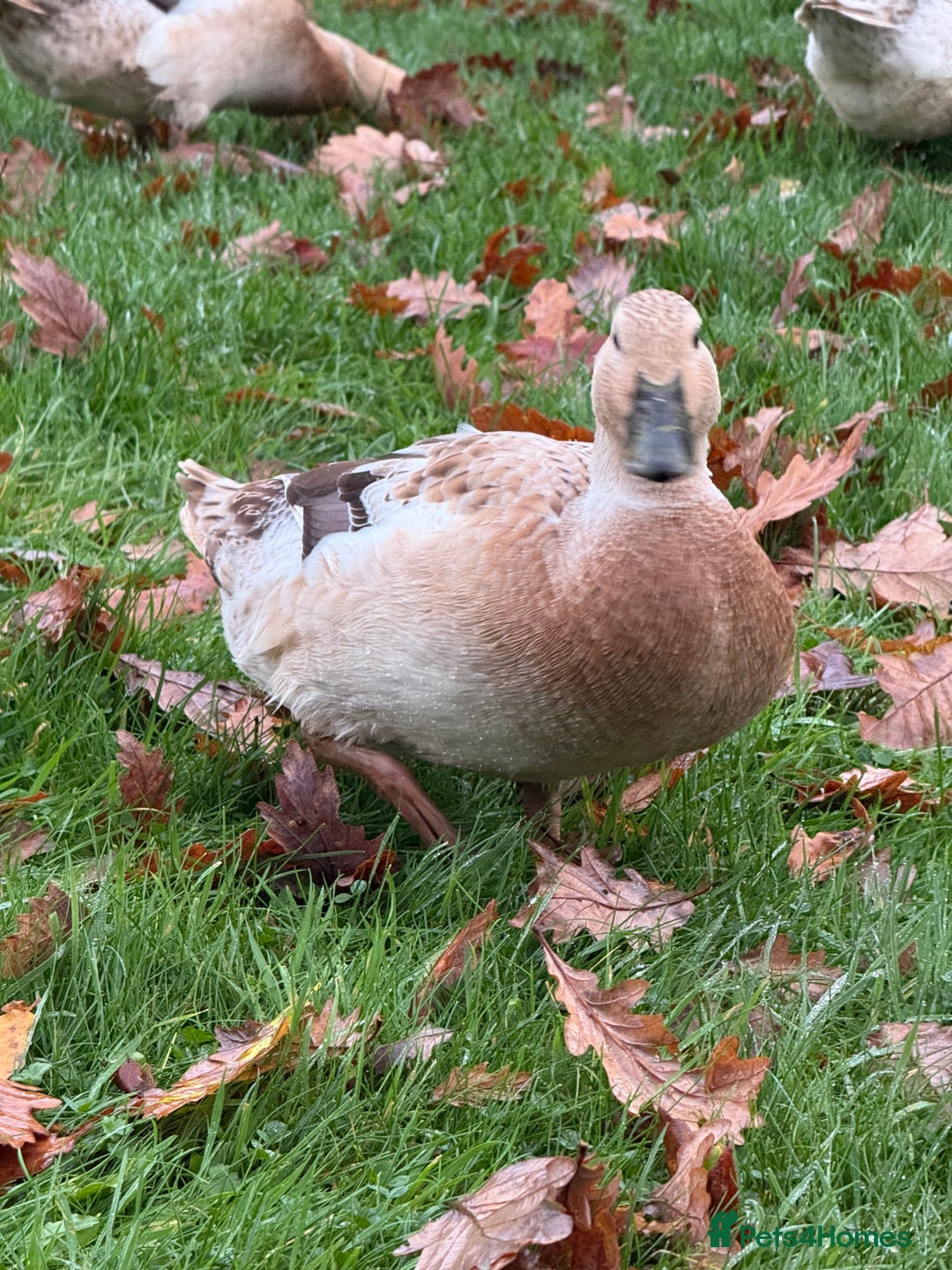 Ducks poultry for sale: Welsh Harlequin Ducks - Image 1