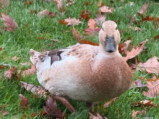 Ducks poultry Welsh Harlequin Ducks - Advert 5
