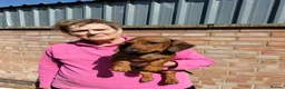 Dachshund dogs for sale: Miniature Smooth Haired Dachshund  in Wigston - Advert 2