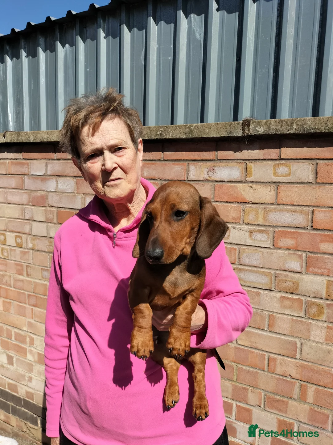 Dachshund dogs for sale: Miniature Smooth Haired Dachshund  in Wigston - Advert 2