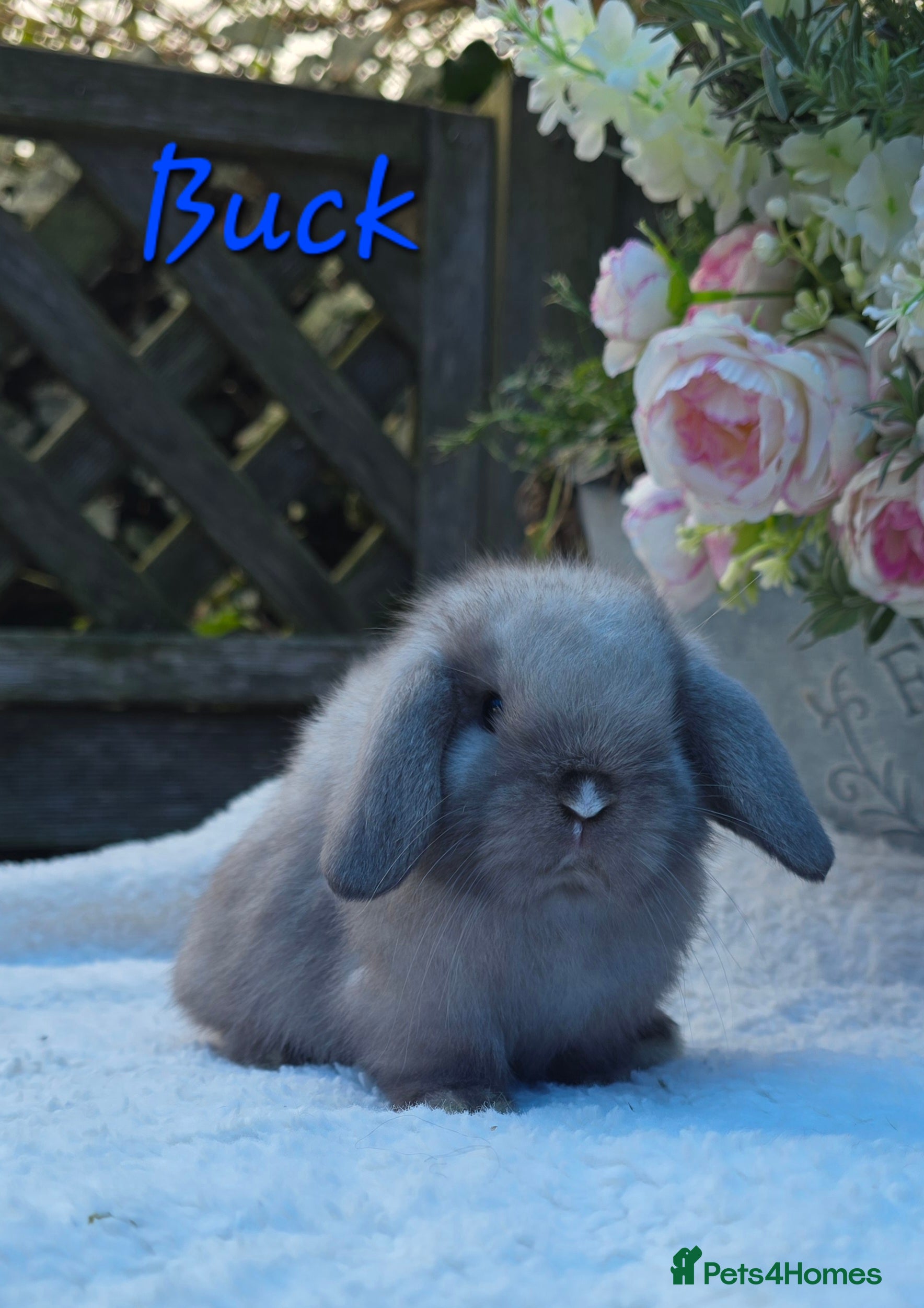 Mini Lop rabbits Beautiful quality mini lops - Advert 2