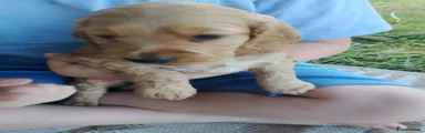 Cocker Spaniel 4