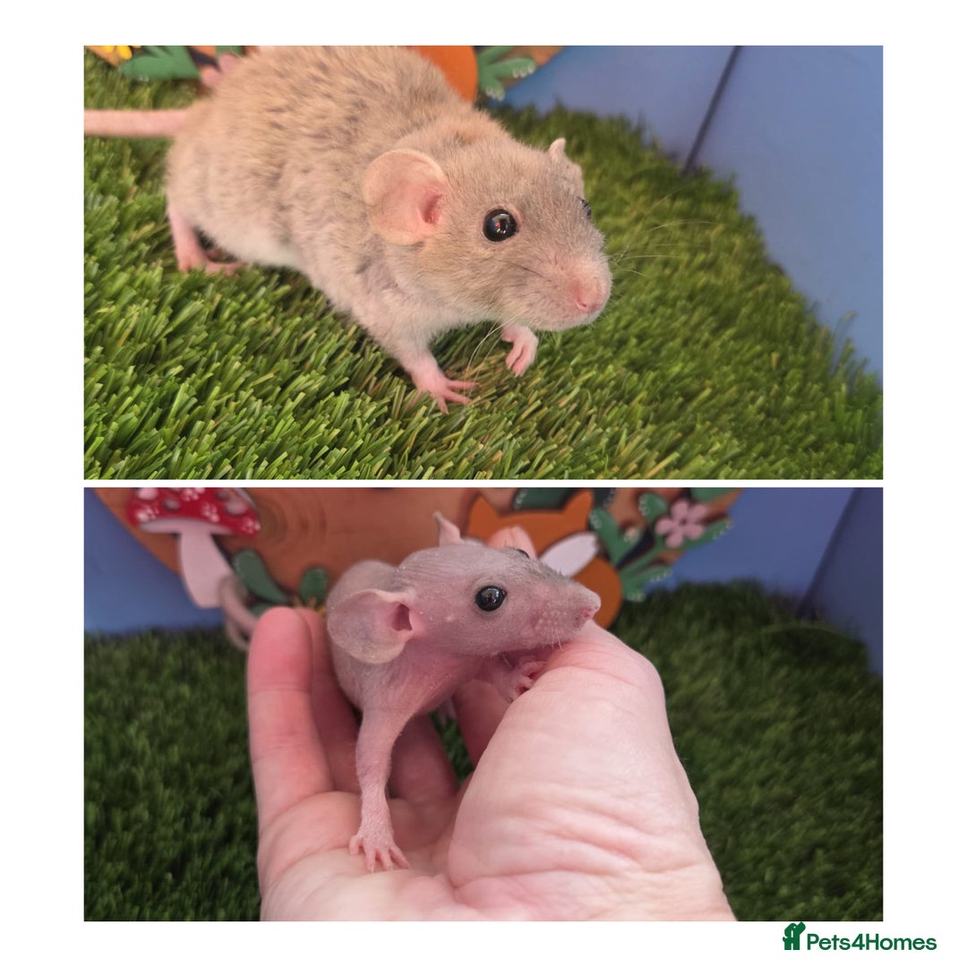 Rat rodents for sale: Hairless Dwarf Baby Rats Boys Males Trio  - Advert 1