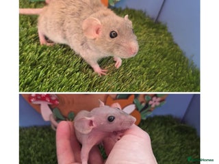 Rat rodents Hairless Dwarf Baby Rats Boys Males Trio - Advert 1