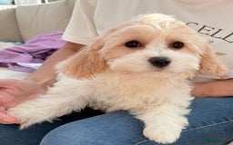 Cavachon dogs for sale: Cavachon puppies  - Image 1