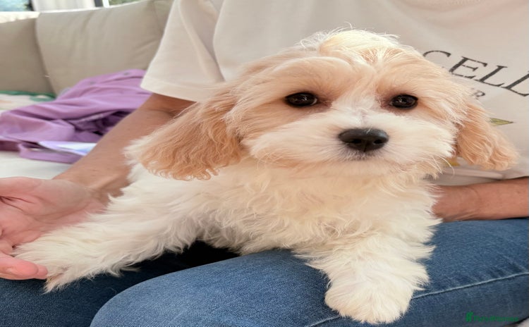 Cavachon dogs - Advert 4
