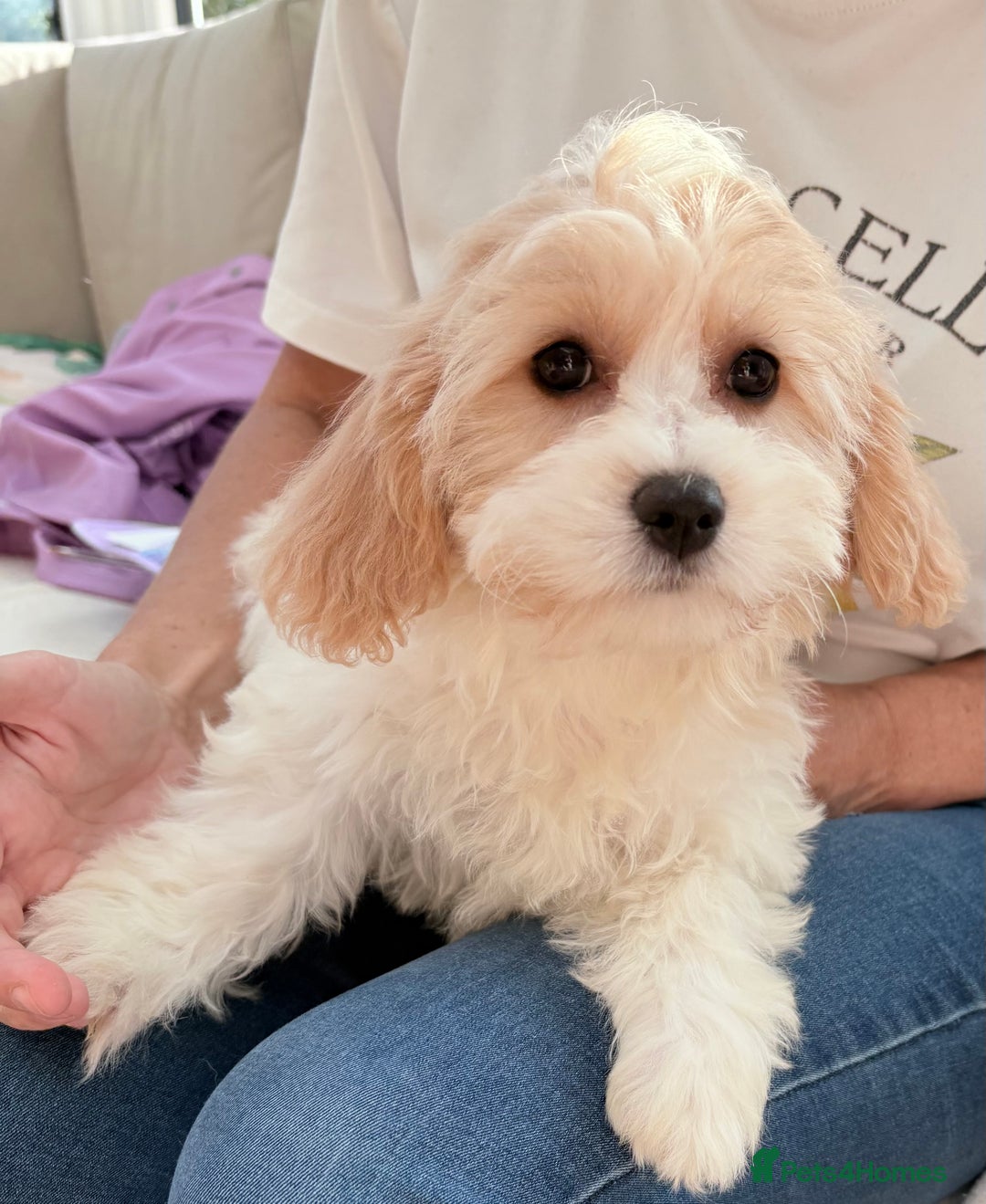 Cavachon dogs for sale: Cavachon puppies  - Image 1
