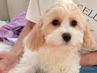 Cavachon dogs - Advert 12