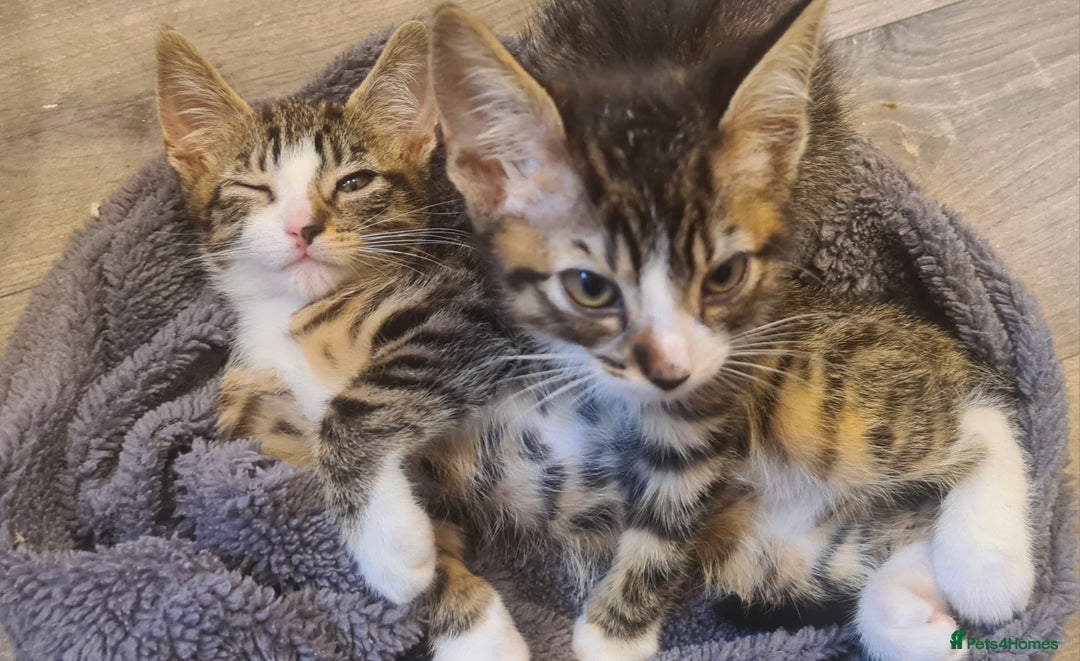 Mixed Breed cats for sale: 3 lovely boys looking for their forever homes - Image 2
