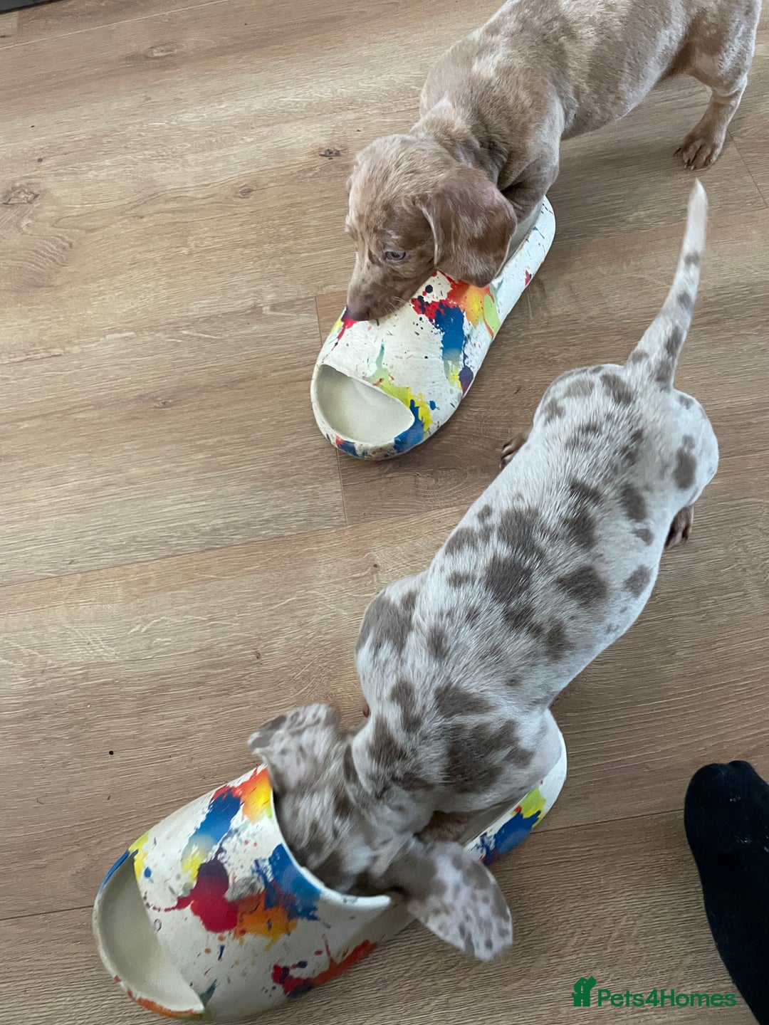 Miniature Dachshund dogs for sale: 2 x Miniature dachshund  - Image 13