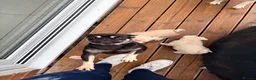 Pug dogs for sale: Two pink pug females 💖 - Advert 5