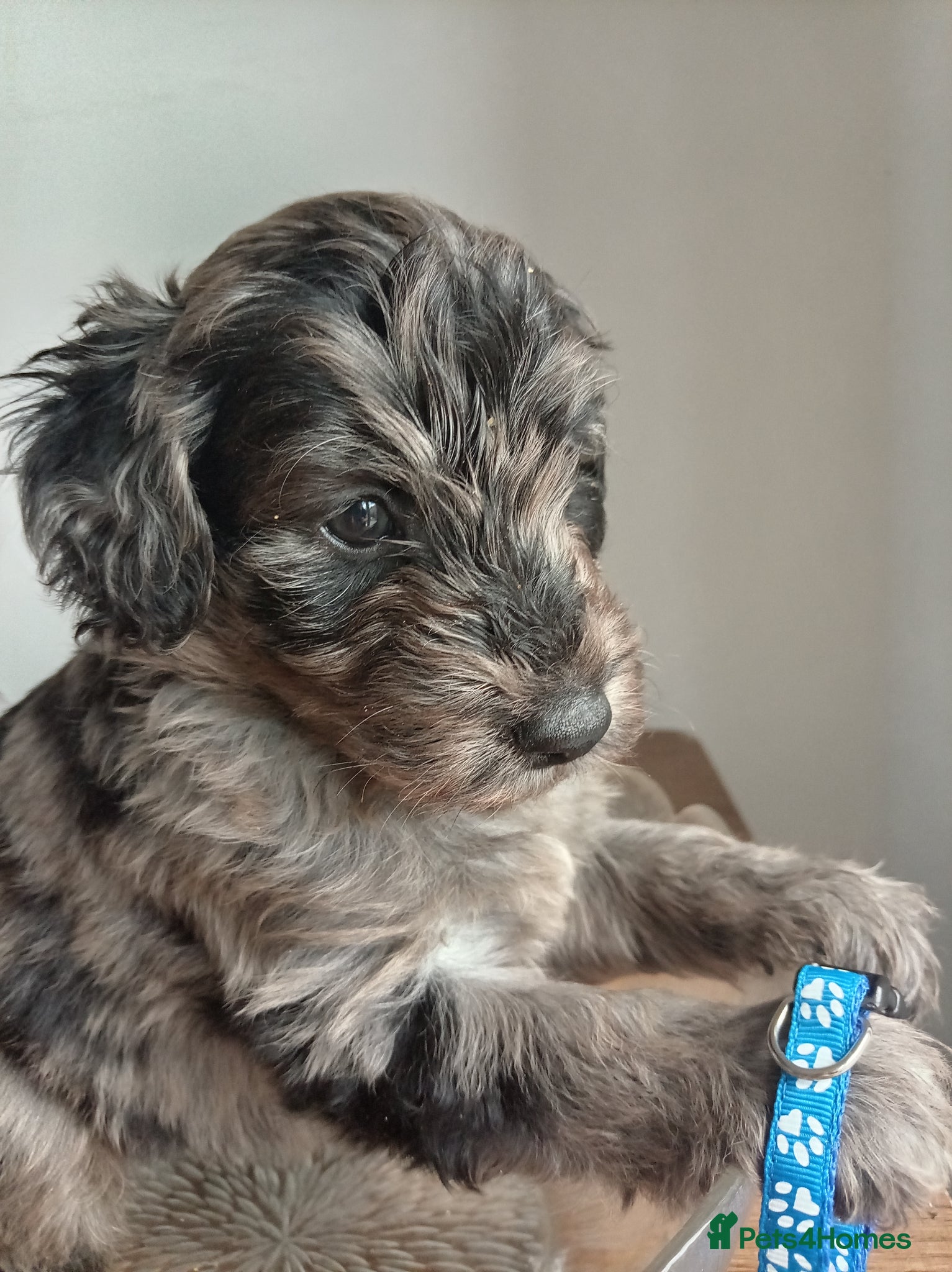 Mini Goldendoodle dogs Offers welcome, Mini Goldendoodles - Advert 6