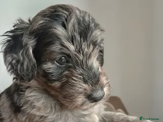 Mini Goldendoodle dogs Offers welcome, Mini Goldendoodles - Advert 6
