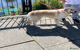 Golden Retriever dogs for sale: Golden retriever puppies - Image 1