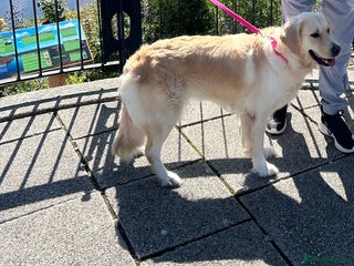 Golden Retriever dogs - Advert 7