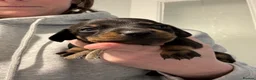 Miniature Dachshund dogs for sale: 5 miniature black & tan dachshunds  in Southport - Advert 12