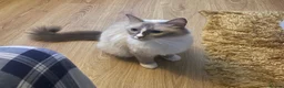 Ragdoll cats for sale: Gorgeous Ragdoll Kittens - Advert 6