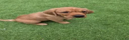 Labrador Retriever dogs for sale: Fox red labrador in Worcester - Advert 3