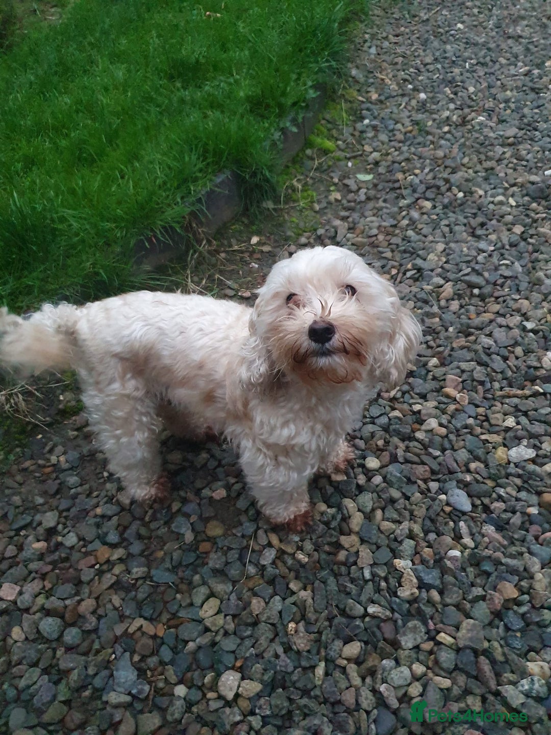 Poochon dogs for sale: 2 female poochon puppies - Image 13