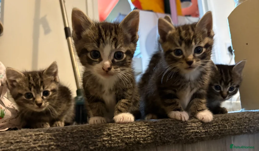 Mixed Breed cats for sale: Kittens!!!  - Advert 2
