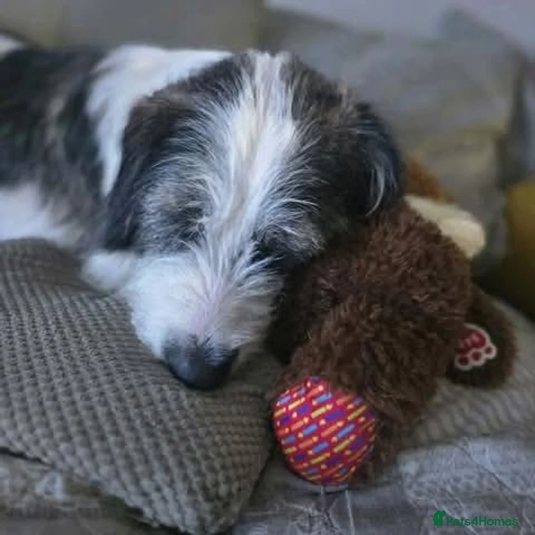 Mixed Breed dogs for adoption: Meet Ash, currently residing in Essex in Burnham-on-Crouch - Advert 12