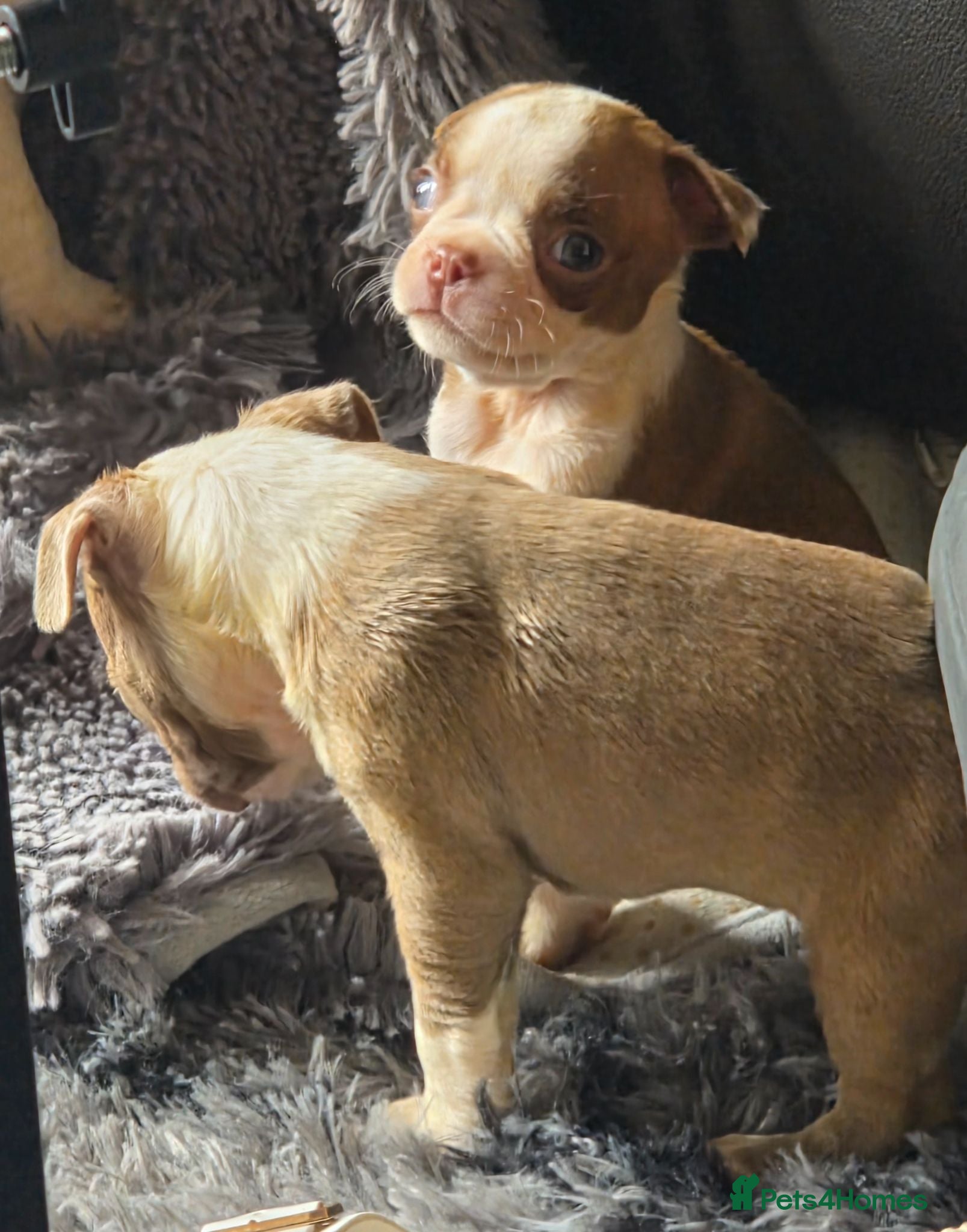 Boston Terrier dogs Stunning KC registered Boston Terrier puppies - Advert 2