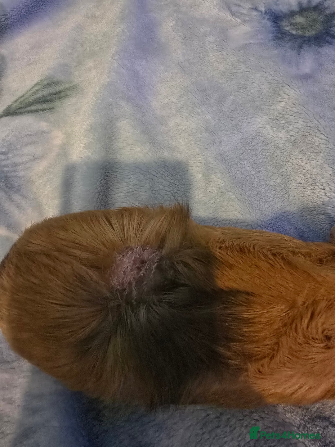 Guinea Pig rodents for sale: guinea pig - Image 4