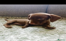 Miniature Dachshund dogs for sale: ✨️ 1 Girl left... Miniature Dachshund Puppies 🐶  - Image 1