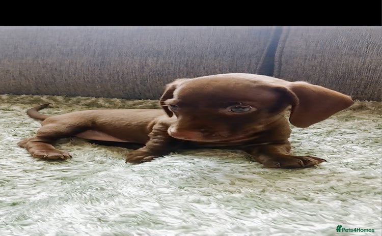 Miniature Dachshund dogs - Advert 13