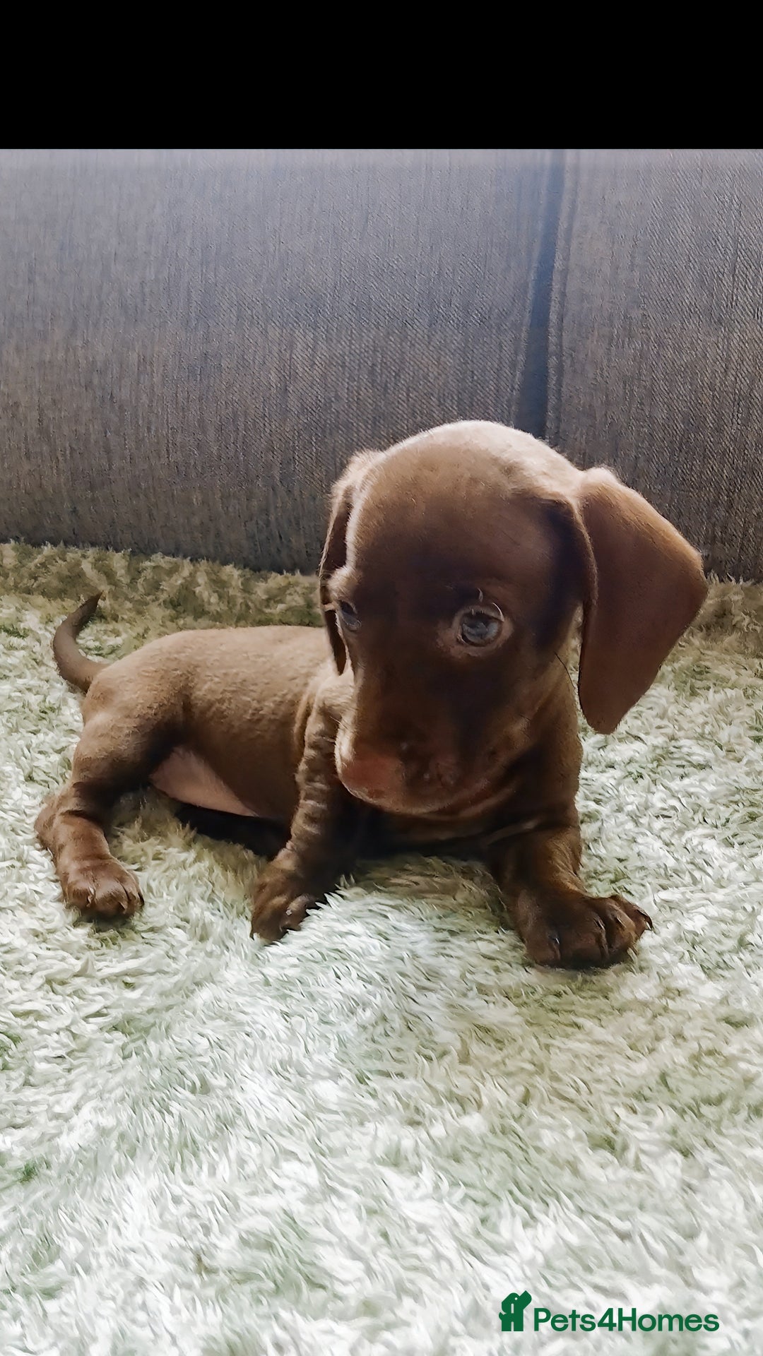 Miniature Dachshund dogs for sale: ✨️ 1 Girl left... Miniature Dachshund Puppies 🐶  - Image 1