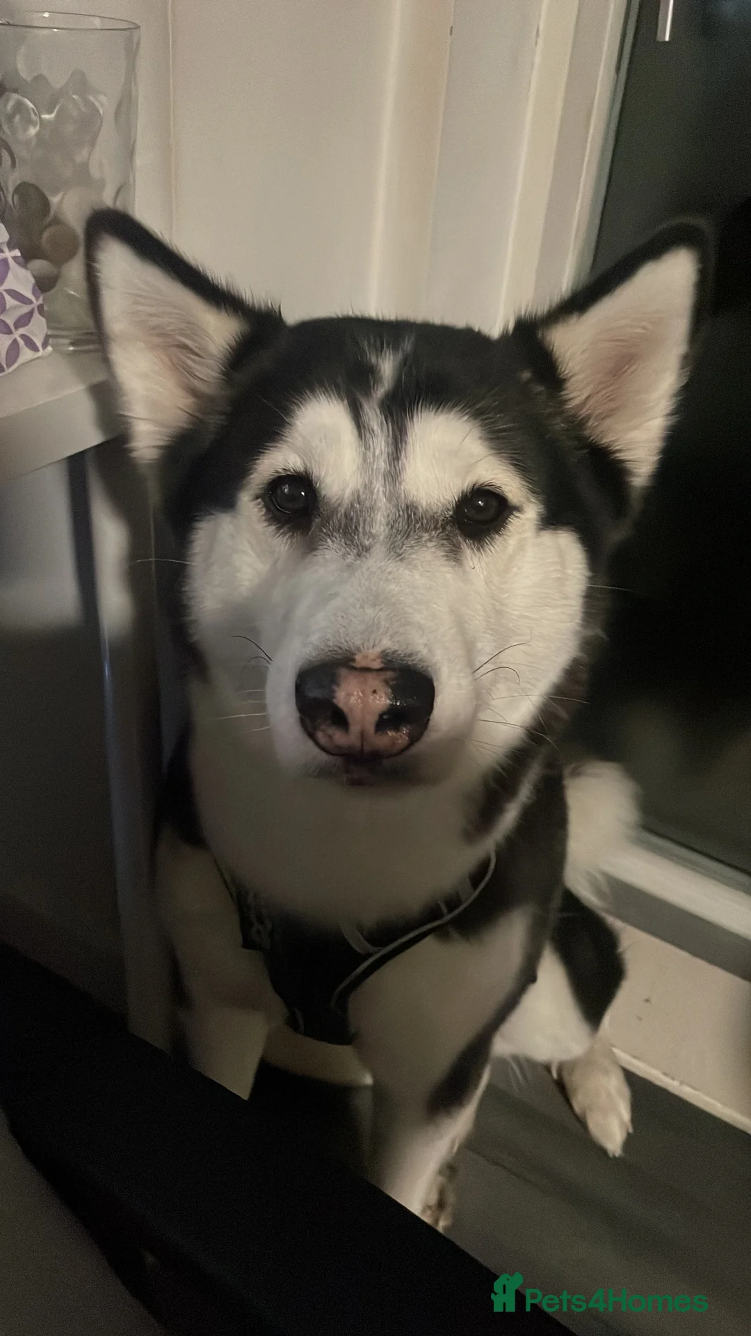 Siberian Husky dogs for sale: Beautiful Siberian Husky for Sale - Advert 3