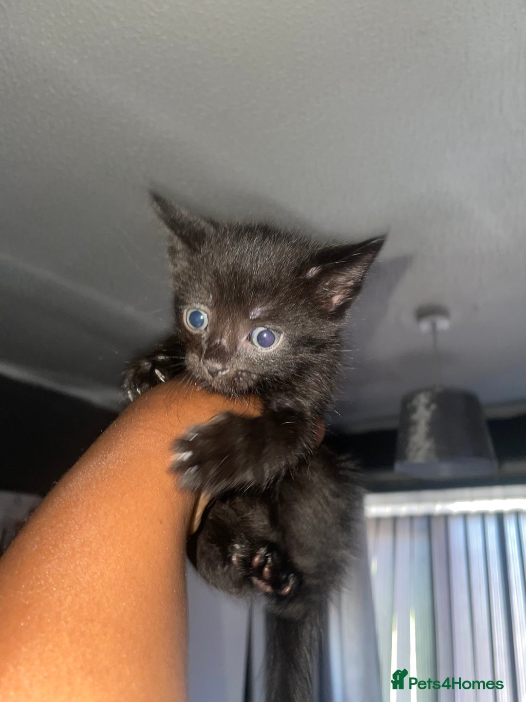 Mixed Breed cats for sale: 3 Kittens left for sale  - Image 5
