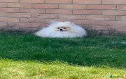 Pomeranian dogs for sale: Pomeranian boy - Image 9