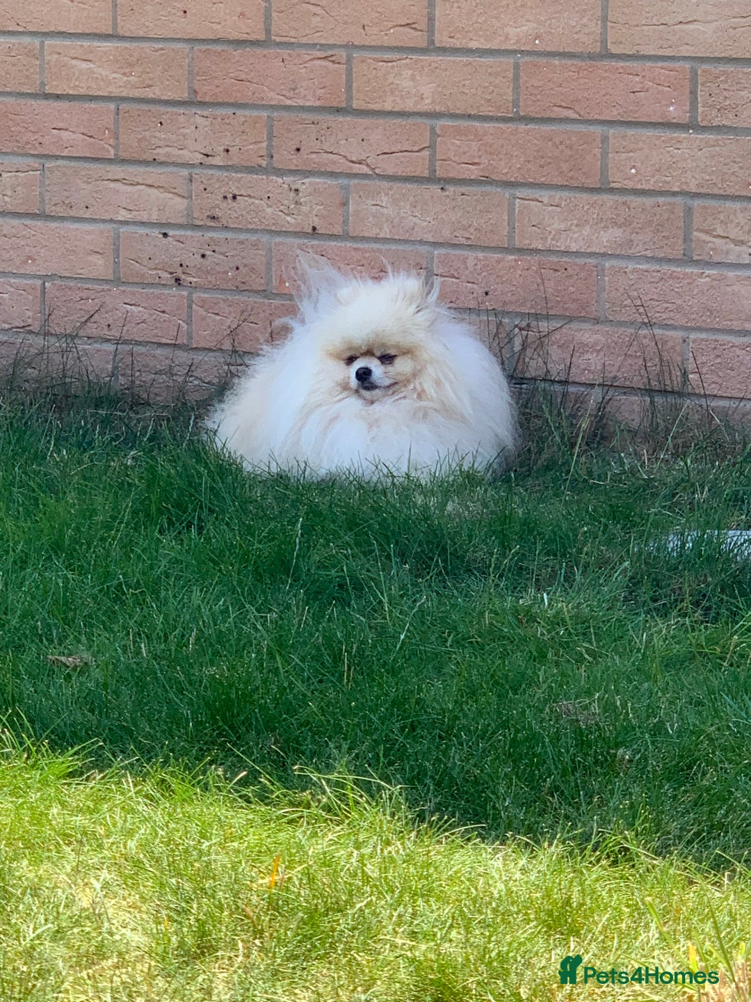 Pomeranian dogs for sale: Pomeranian boy - Image 9