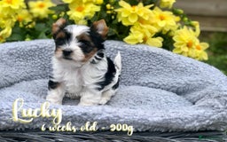 Yorkshire Terrier dogs for sale: One Beautiful Biewer Terrier Boy! - Image 1
