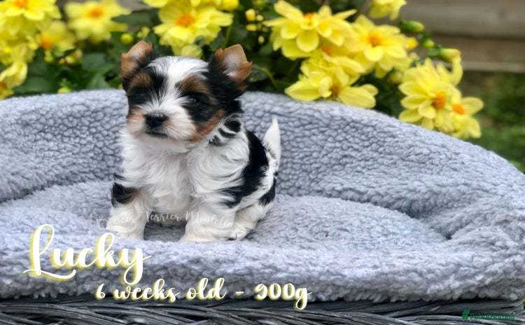 Yorkshire Terrier dogs - Advert 2