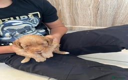 Cockapoo dogs for sale: Cockatoo puppies for sale - Image 5