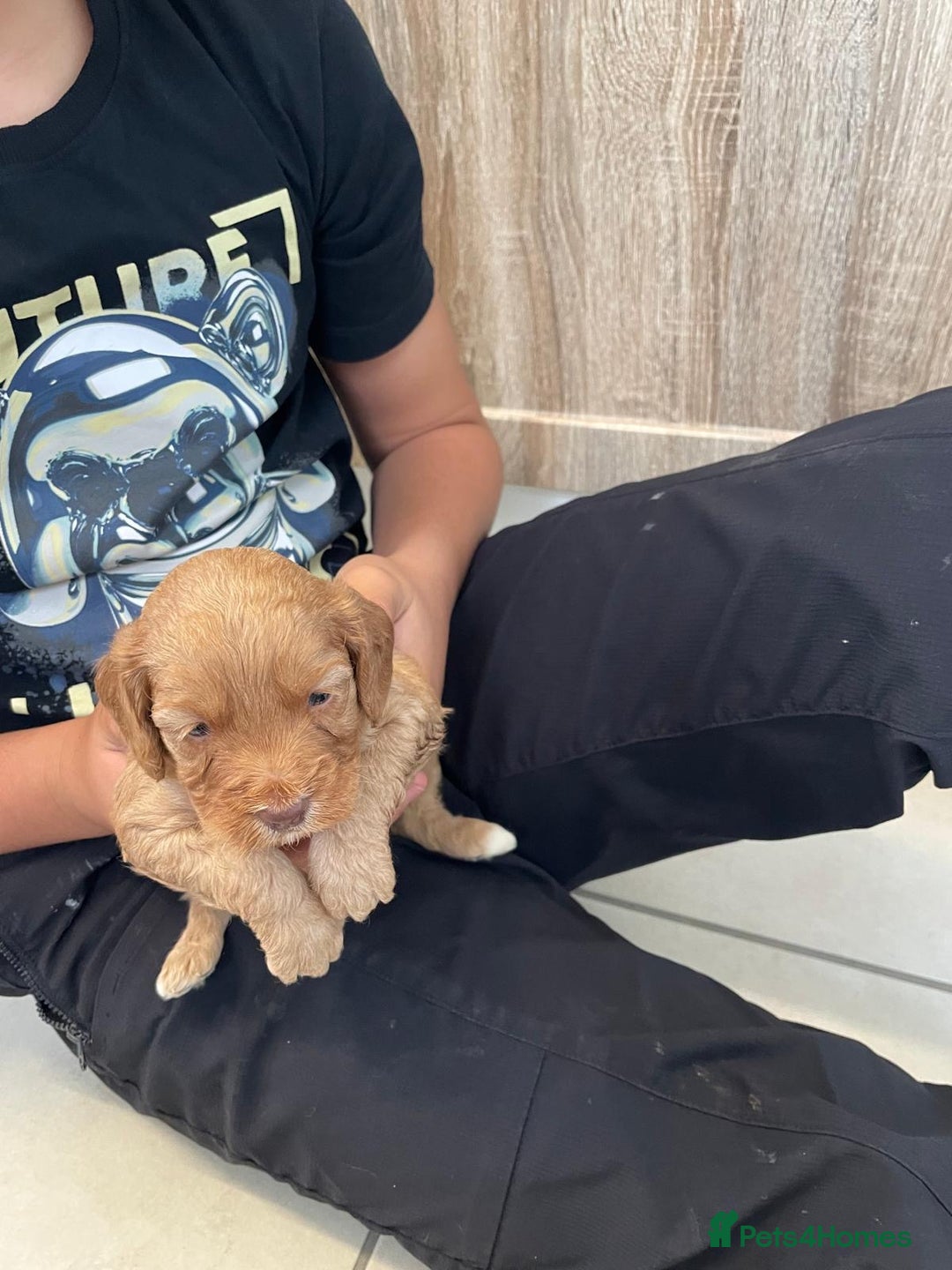 Cockapoo dogs for sale: Cockatoo puppies for sale - Image 5