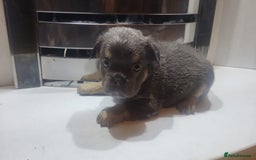 French Bulldog dogs for sale: New shade french bulldogs - Image 9