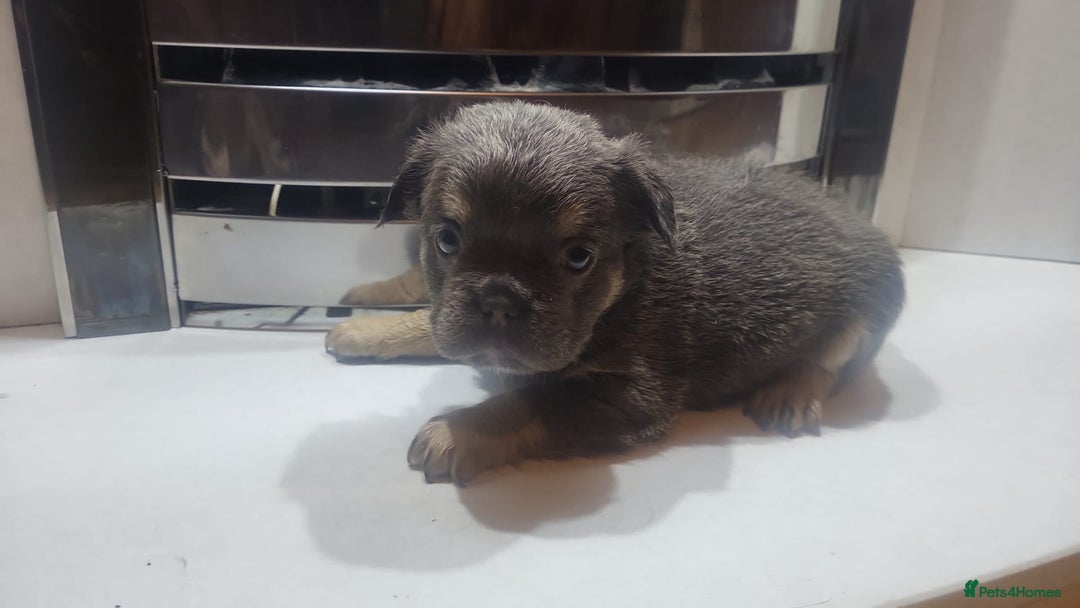 French Bulldog dogs for sale: New shade french bulldogs - Image 9