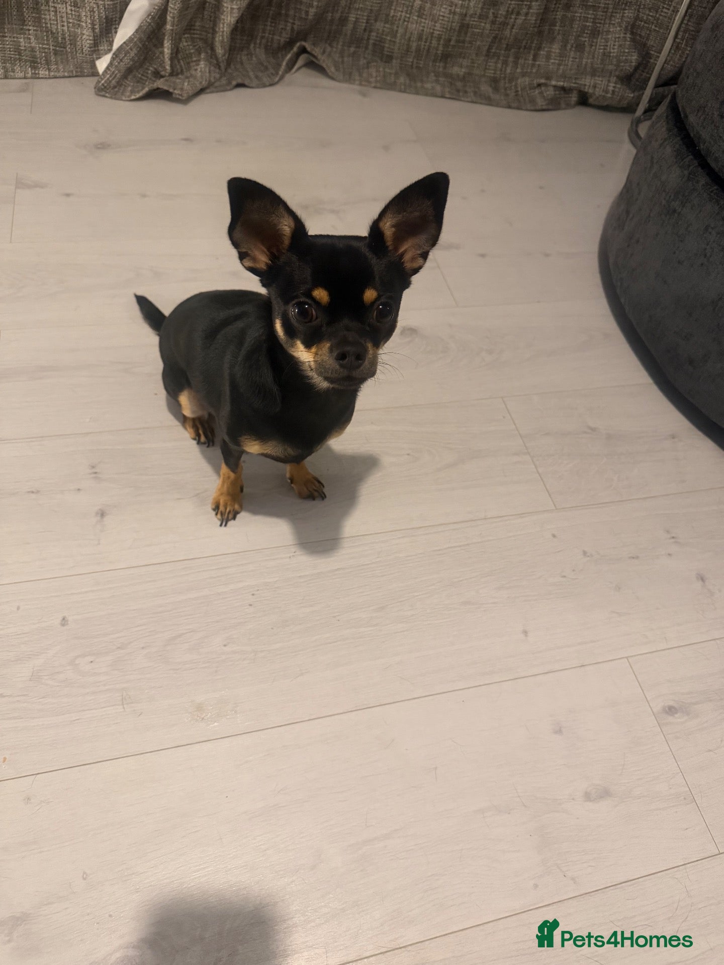Chihuahua dogs 11 month old male chihuahua  - Advert 1