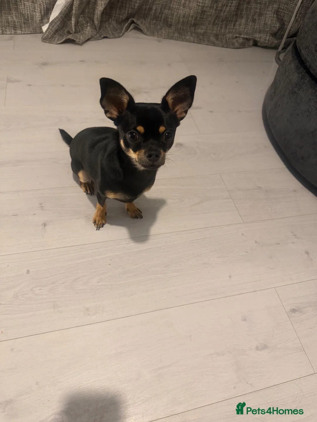 Chihuahua dogs for sale: 11 month old male chihuahua  in Runcorn - Advert 1