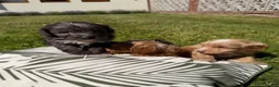 Cockapoo dogs for sale: Cockapoo puppies - Advert 11