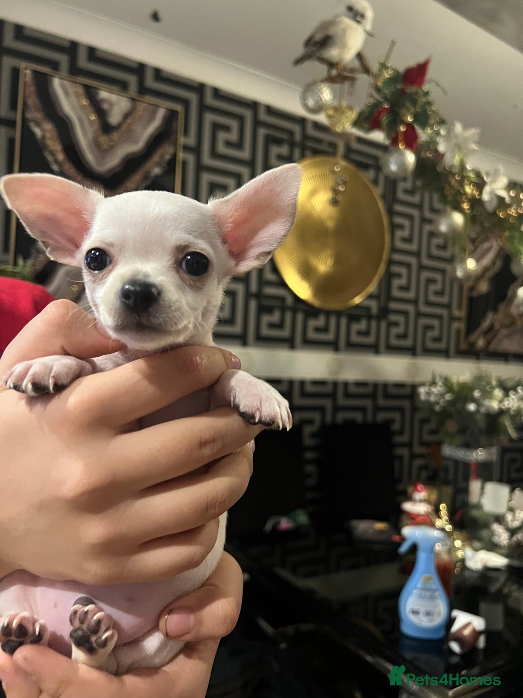 Chihuahua dogs for sale: Amazing adorable chihuahua puppies  - Advert 4