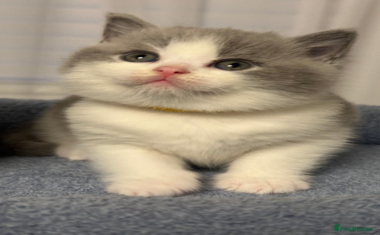 British Shorthair cats - Advert 2