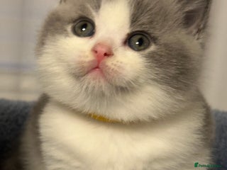 British Shorthair cats - Advert 1