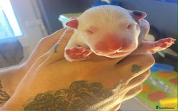 English Bull Terrier dogs for sale: English bull terrier puppies  - Advert 6