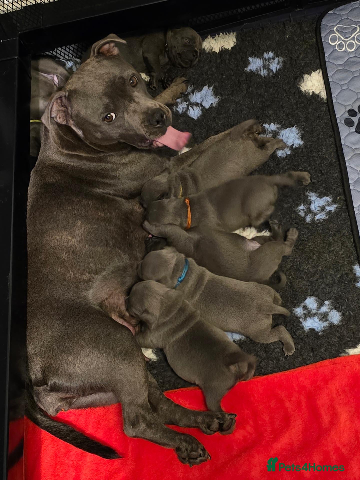 Staffordshire Bull Terrier dogs Blue Staffy Puppies 💓 - Advert 1